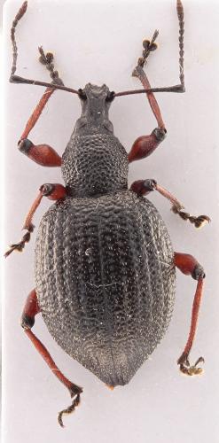 Réf. 334 240 : Otiorhynchus pyrenaeus